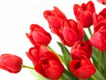 Wallpaper with tulips 4