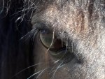 Horse Eye