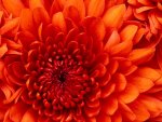 Chrysanthemum