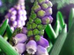 Grape hyacinth