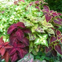 colorful coleus