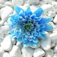Blue Flower