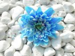 Blue Flower