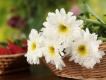 Chrysanthemums Flowers in White-Basket