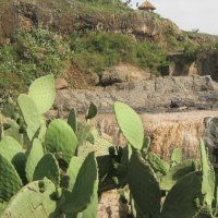 ethiopian cactus