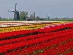 Tulip field