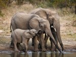 Elephant family
