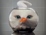 Cat & Fish