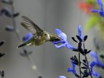Hummingbird