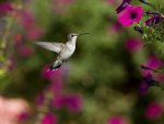 Hummingbird in Flight