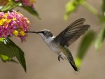 Hummingbird