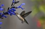 Hummingbird