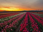 Oregon Tulip Field at Sunset