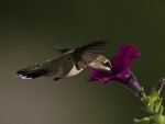 Hummingbird Feeding