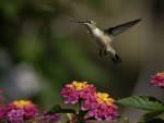 Hummingbird