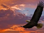 Eagle in the Sky