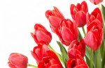 My fav Red Tulips.