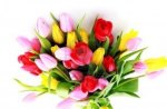 Bouquet of Tulips