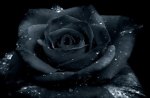 ~Dark rose~