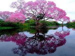 Reflection of spring