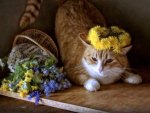 Cat and flowers