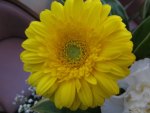 Chrome Yellow Gerbera