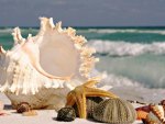 Sea Shells by the Seashore