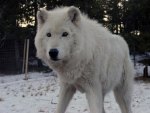 Arctic Wolf