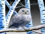 White Owl