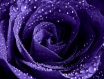 Enchantment Purple Rose with water dropletsâ™¥