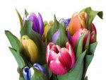 Tulips in Spring