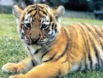 Baby Tiger