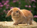 Cute Little Bunny