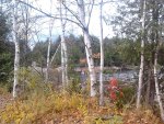 ~=; Birch trees on Eels lake ;~~