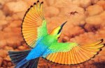 Rainbow bird