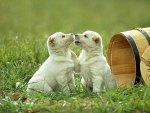 kissing pups