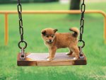 puppy on swing