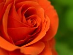 Orange rose.