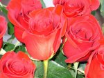 *** Red roses ***