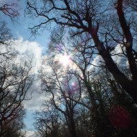 sun peeking through the trees