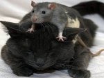 Rat on Cat
