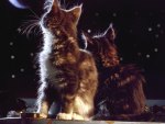 Moonwatching Kittens