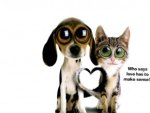 Cat and Dog Love