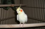 Lovely cockatiel
