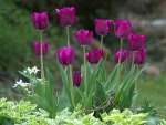 *** Tulips ***