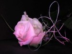 Pink Rose