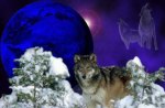 Wolf Wonderland