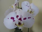 Orchids