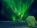 Polar Bear Aurora