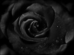 Deep, dark rose